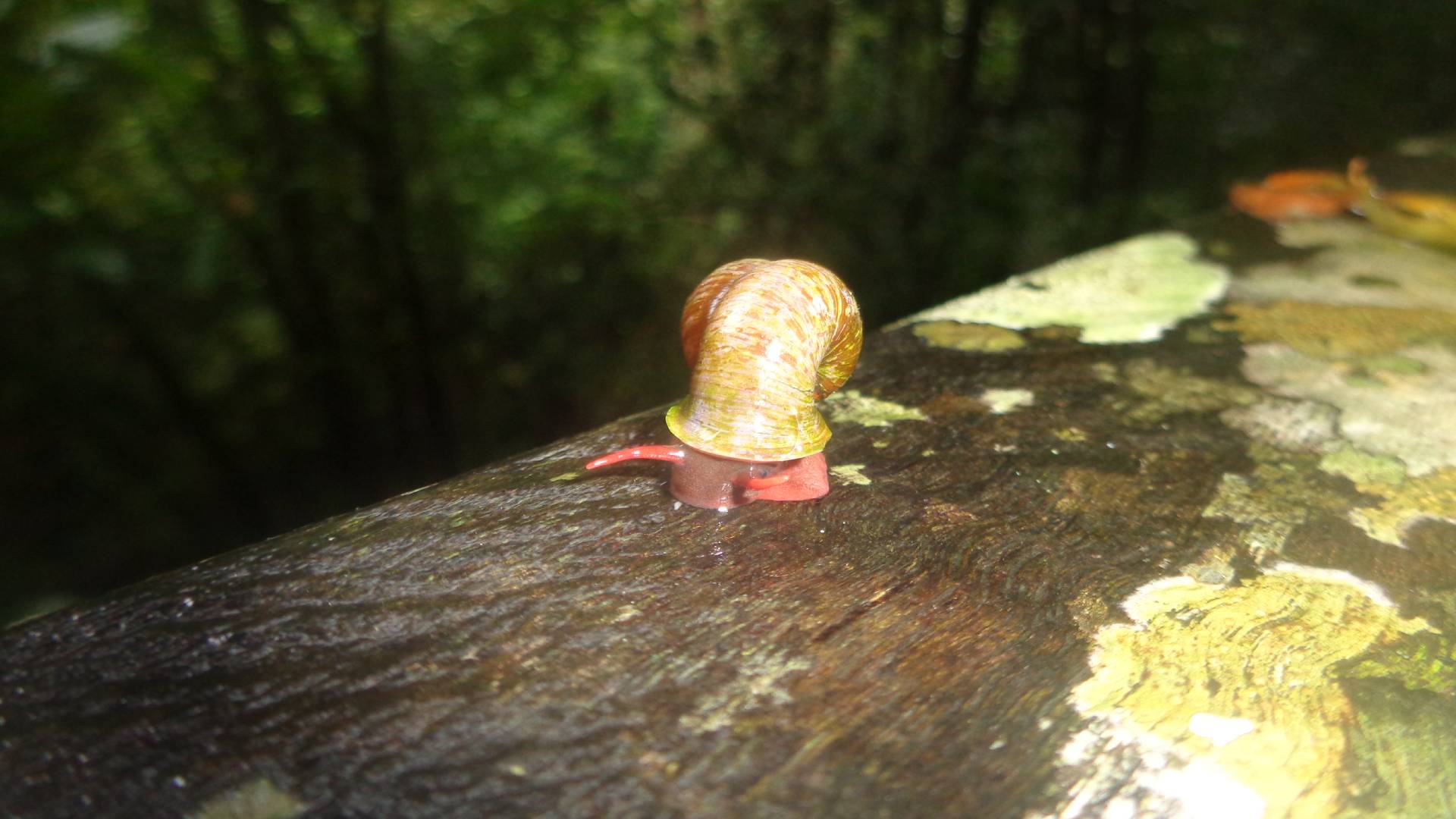 Biological Fauna Study